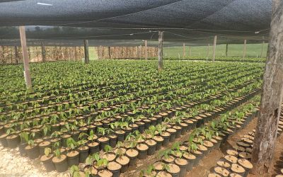 The Initial 6 Months