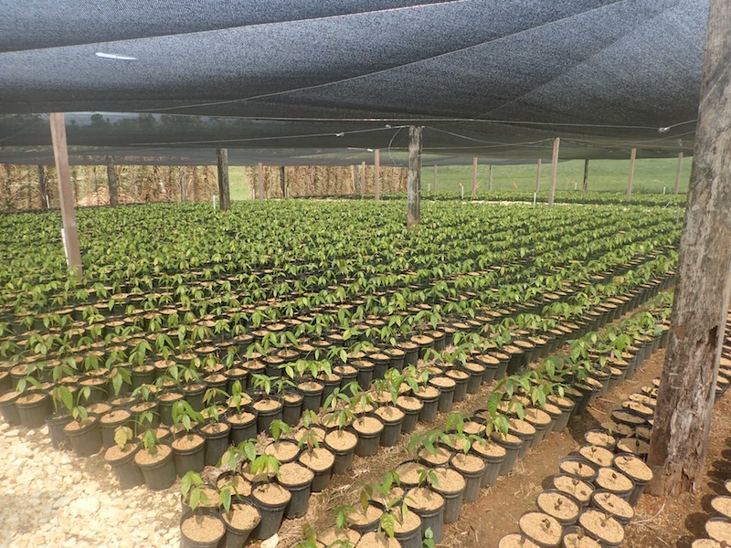 The Initial 6 Months