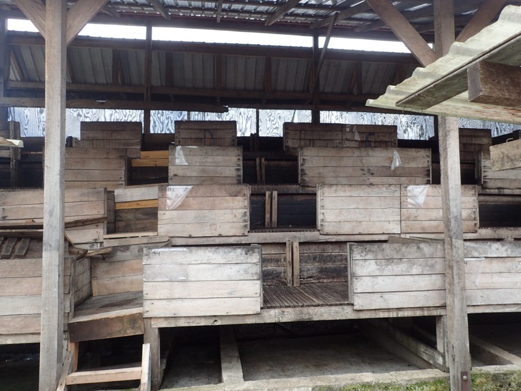 Xibun Fermentation August 2016