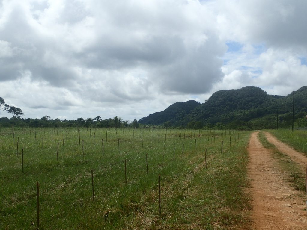 Staked Out & Ready to Plant